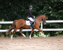 dressage horse Disney's Desaster (German Riding Pony, 2015, from Doodle Jump)