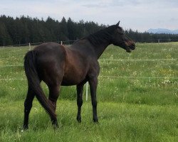 dressage horse Gaitano (Württemberger, 2006, from Grafenstolz)