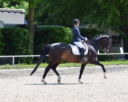 dressage horse Lion King 23 (Hanoverian, 2014, from Livaldon)