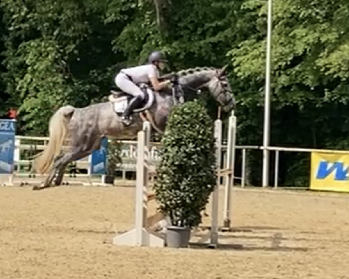 jumper Casalida 3 (Holsteiner, 2017, from Casaltino)