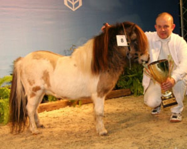 Deckhengst Wunder Boy de Valk (Shetland Pony (unter 87 cm), 2004, von Crazy Colours Mars)