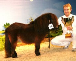 stallion Zendie de Valk (Shetland pony (under 87 cm), 2005, from Joepeke de Valk)