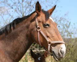 broodmare De Lagoon (Holsteiner, 1989, from Landlord)