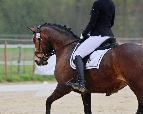 Dressurpferd Giannis Daydream (Koninklijk Warmbloed Paardenstamboek Nederland (KWPN), 2010)