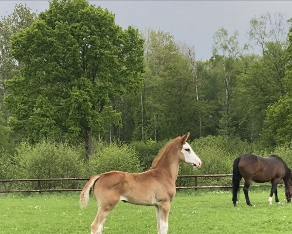 dressage horse Dalï PST (Westphalian, 2023, from Damaschino)
