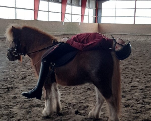 dressage horse Poldi (unknown, 2015)