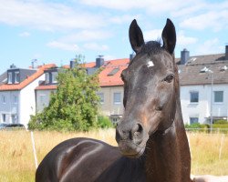 Pferd Mr Beauregard xx (Englisches Vollblut, 2010, von Discreet Cat xx)