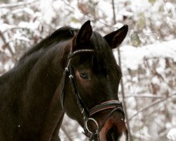 dressage horse Soulmate Sam (German Sport Horse, 2018, from Secret)