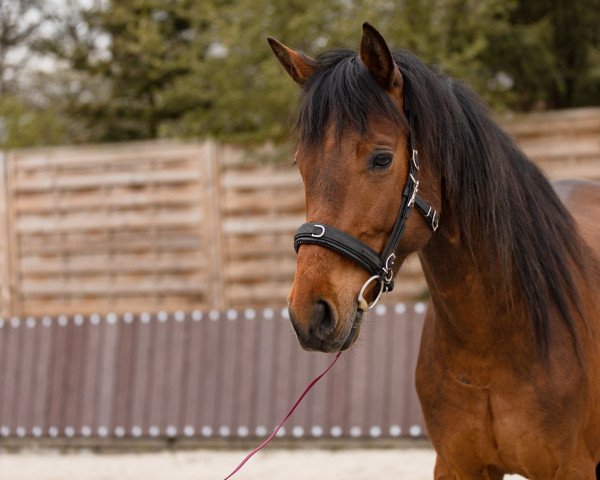 Springpferd Ludwig (Hannoveraner, 2018, von Levisonn 208 FIN)