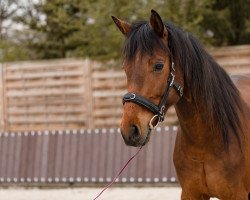 jumper Ludwig (Hanoverian, 2018, from Levisonn 208 FIN)