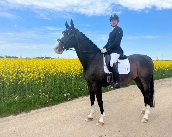 dressage horse Dt's Delorean (Oldenburg, 2016, from DeLorean)