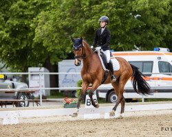 dressage horse Vincento 15 (Westphalian, 2018, from Vitalis)