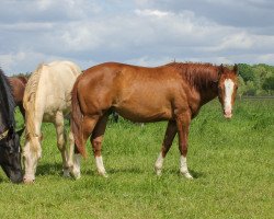 Pferd Gunna Be A Cowboy (Quarter Horse, 2021)