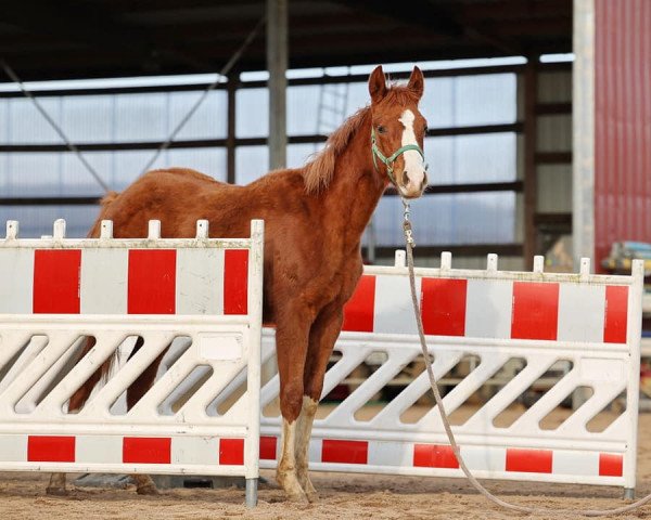 Pferd Spook N Honey (Quarter Horse, 2022)