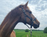 dressage horse Just Jack (Oldenburg, 2010, from Glock's Johnson Tn)