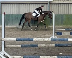 jumper Lord Artur 2 (German Sport Horse, 2012, from Levistano)