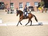 dressage horse Quotenk"nigs Sternchen (Westphalian, 2015, from Quotenkönig 2)