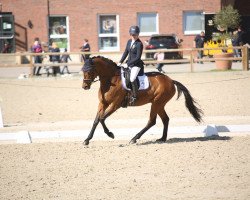 dressage horse Quotenk"nigs Sternchen (Westphalian, 2015, from Quotenkönig 2)