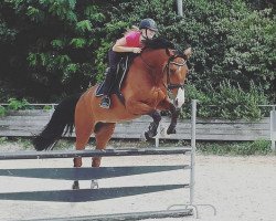 dressage horse Weigelschweigs Carla Bruni (Bavarian, 2000)