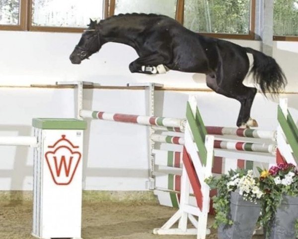 stallion Romulus (German Riding Pony, 2009, from Renoir)