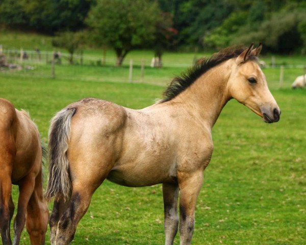 horse Overflow Paddington (UK Pony, 2022, from Prometheus)