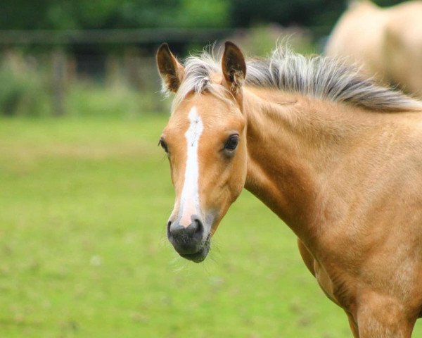 Pferd Overflow Gold Rush (Großbritannien Pony, 2022, von Hilkens Gold Card)