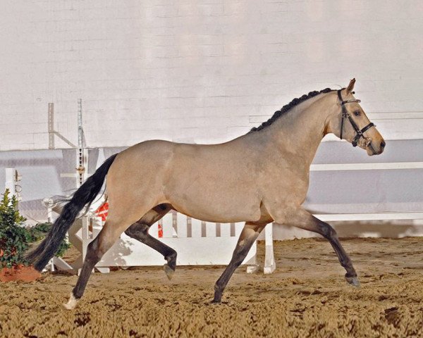 Deckhengst Hilkens Gold Card (Deutsches Reitpony, 2006, von FS Golden Highlight)