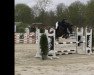 Springpferd Celine 280 (Westfale, 2018, von Crusoe 5)