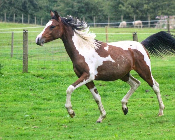 dressage horse The Longhouse Chanel (British Riding Pony, 2022, from Hilkens Charismatic)