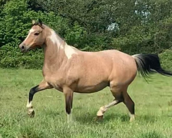 Zuchtstute The Longhouse Fools Gold (British Riding Pony,  , von Tiny bit famous)