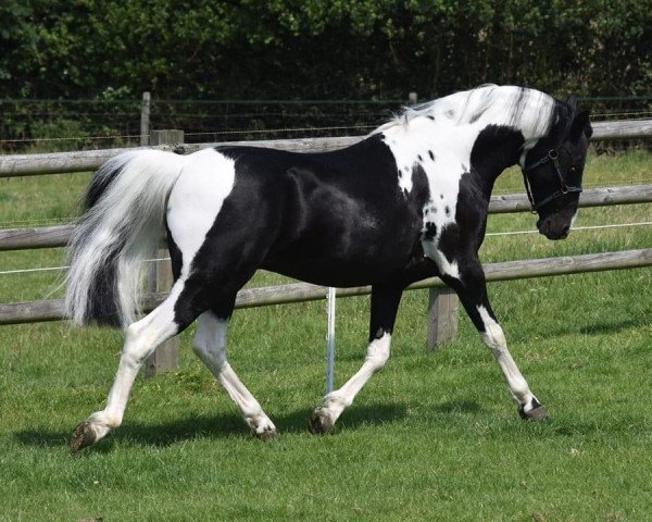 Deckhengst Tiny bit famous (Arabisches Halbblut / Partbred, 2005, von SHR Rode To Fame)