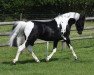 stallion Tiny bit famous (Arab half breed / Partbred, 2005, from SHR Rode To Fame)