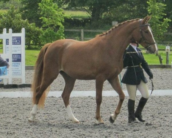 Zuchtstute Otter’s Pearl (British Riding Pony, 2009, von Bernwode Brokat)