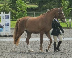 broodmare Otter’s Pearl (British Riding Pony, 2009, from Bernwode Brokat)