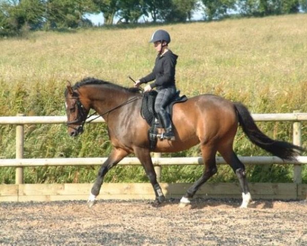 Zuchtstute String of Pearls van het Juwelenhof (Belgisches Warmblut,  , von Brown Boy)