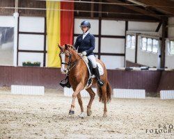 dressage horse Deep Ocean (German Riding Pony, 2016, from Dankeschön)