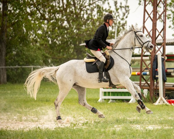 jumper Cosa Nostra 17 (German Warmblood, 2009, from Capo Cassione)