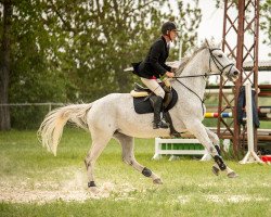 jumper Cosa Nostra 17 (German Warmblood, 2009, from Capo Cassione)