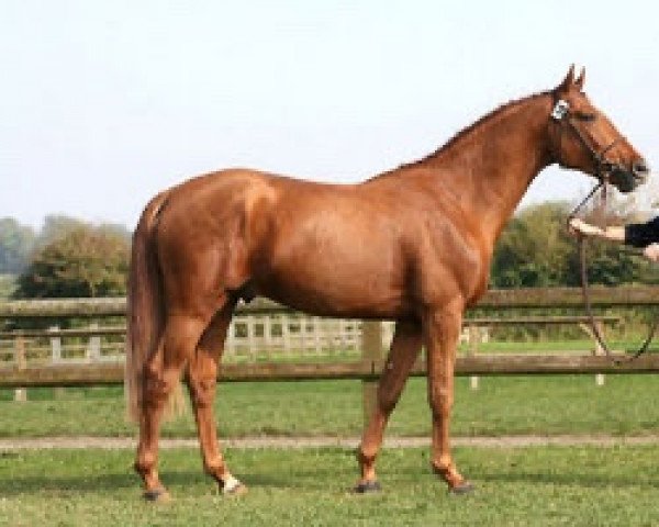 stallion Quir Royal Liniere (Selle Français, 2004, from Royal Feu)