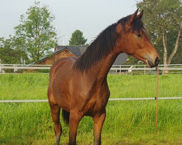 dressage horse Ingeborg M (Westphalian, 2022, from Isterberg V.)