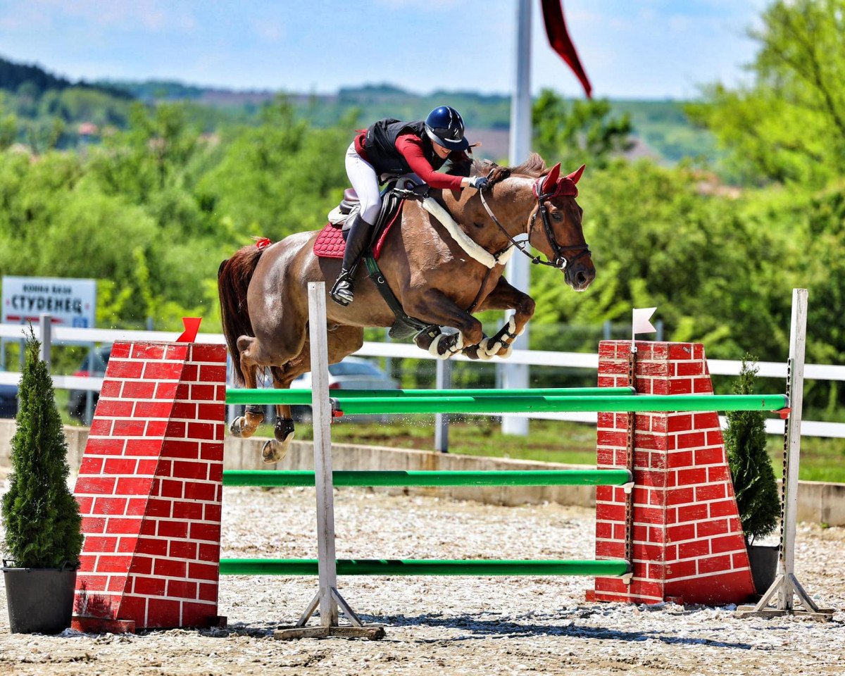 jumper Intro-K van't Kattenheye Z (Zangersheide riding horse, 2016, from Indoktro K van't Kattenheye)