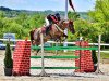 jumper Intro-K van't Kattenheye Z (Zangersheide riding horse, 2016, from Indoktro K van't Kattenheye)