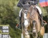 jumper Kammerherre Gaardens Luxus (Danish Warmblood, 2015, from Stakkato Gold)