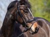 dressage horse Maxima Maybe (New Forest Pony, 2008, from Snippeling Boy)