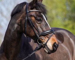 dressage horse Maxima Maybe (New Forest Pony, 2008, from Snippeling Boy)