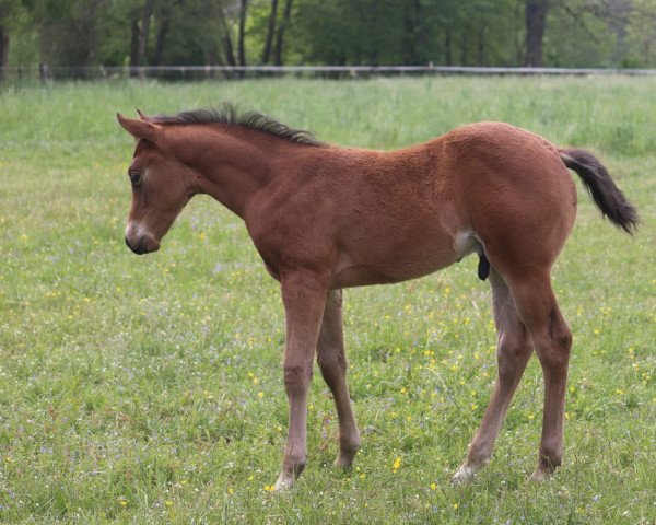 Pferd Buck (Quarter Horse, 2023)