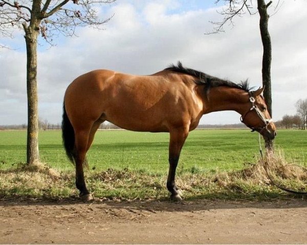 Pferd Vintage (Quarter Horse, 2019)