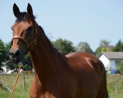 horse La Belle 111 (Hanoverian, 1995, from Le Beau)