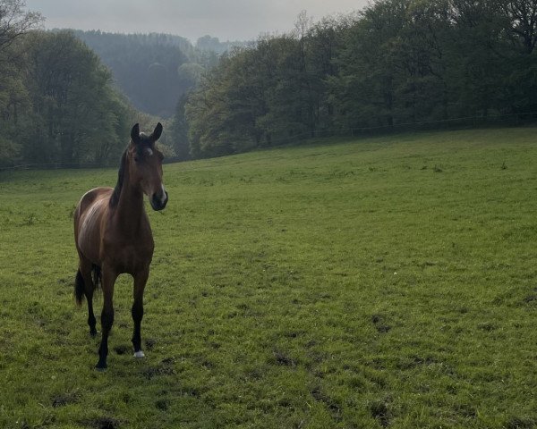 Dressurpferd Escada de Erdinger (Westfale, 2021, von Erdinger)