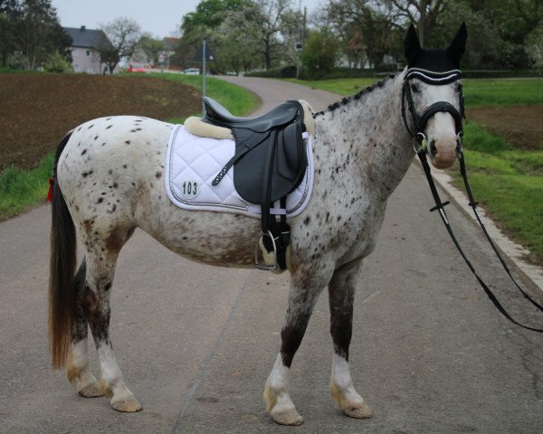 dressage horse Sherry Fleur 2 (Dutch Pony, 2010)